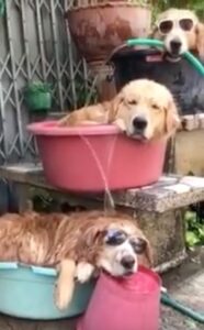 perros mangueras calor