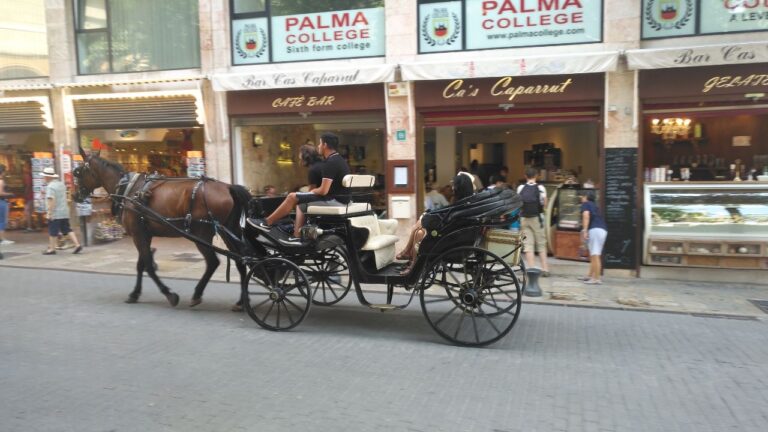 galeras palma