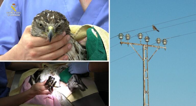 aves guardia civil
