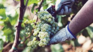 uvas vi&ntilde;as racimo agricultura