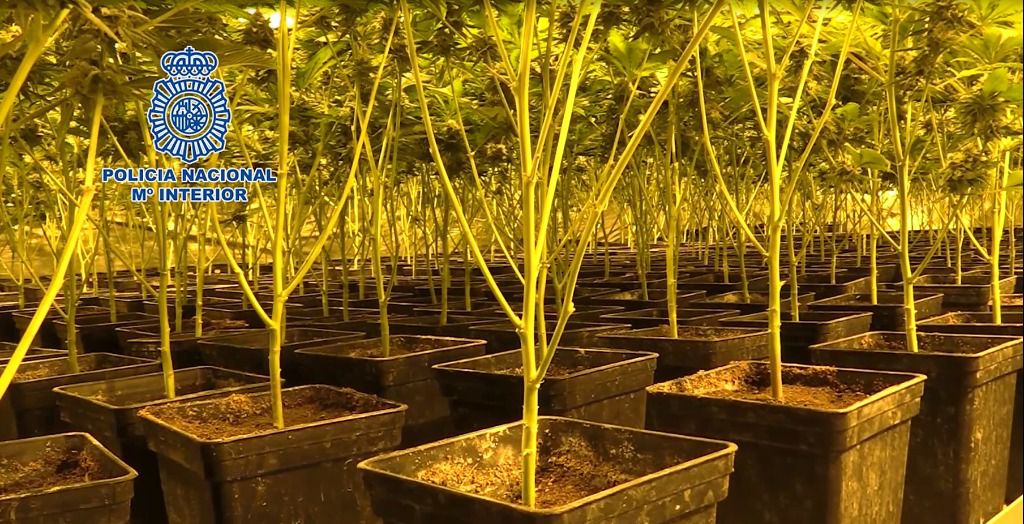 Marihuana Policía Nacional