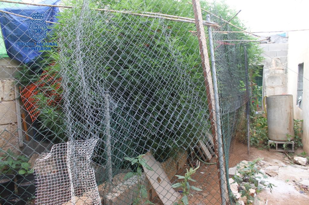 marihuana manacor
