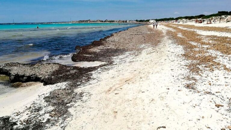 posidonia sa rapita