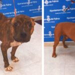 pitbulls de Son Reus