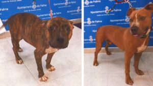 pitbulls de Son Reus