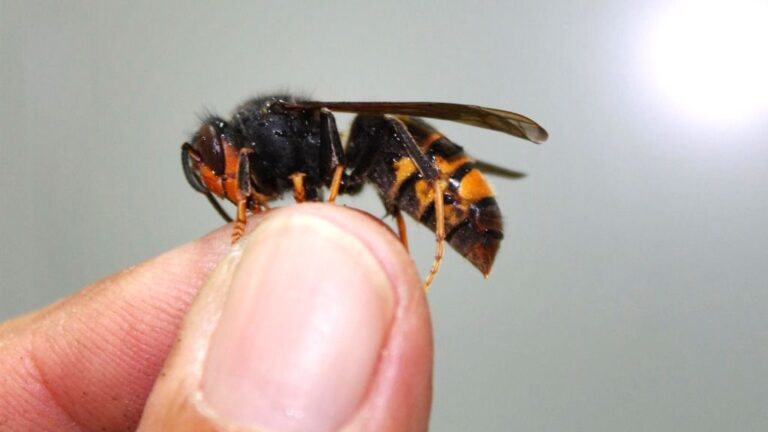 avispa asiática