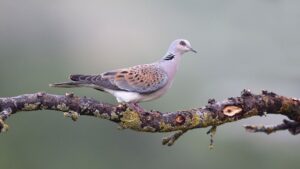 t&oacute;rtola posando