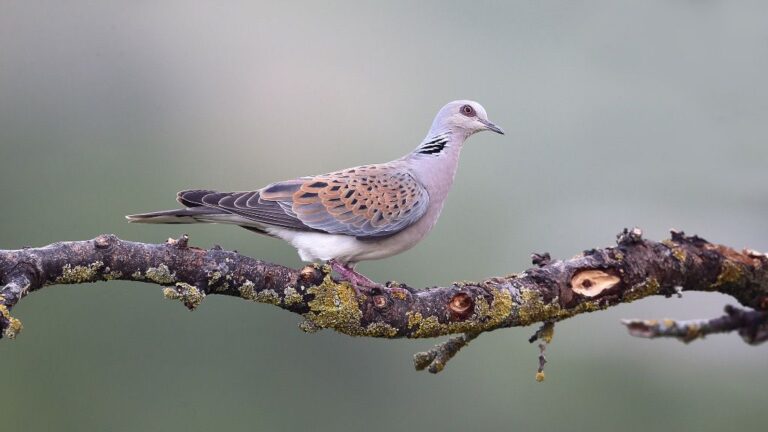 t&oacute;rtola posando