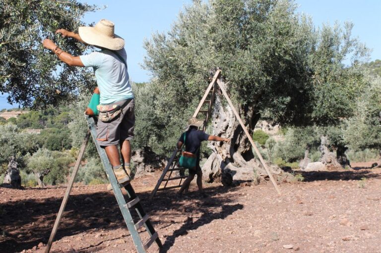 olivos aceite