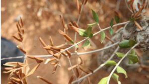 xylella