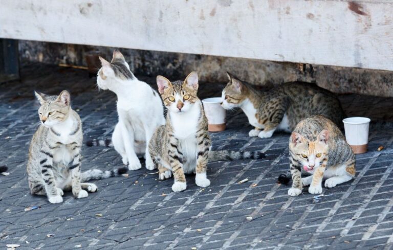 colonia de gatos