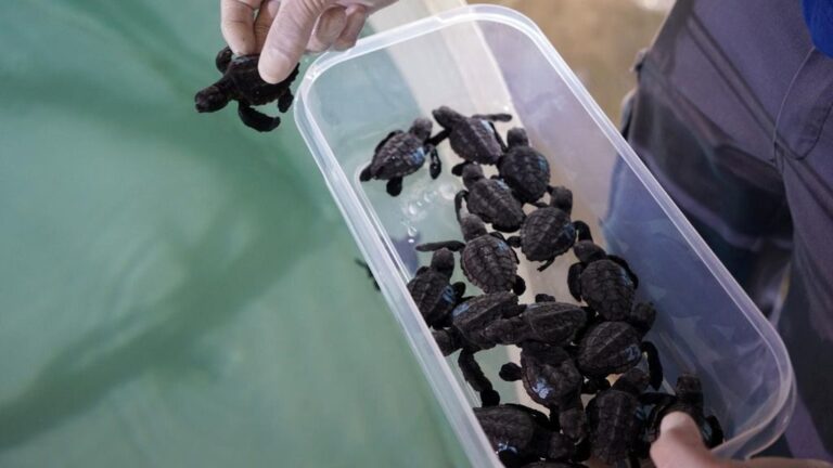 tortugas