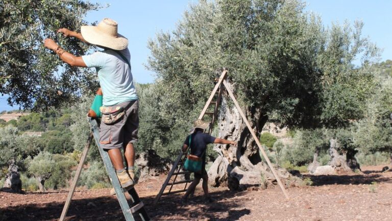 olivos aceite