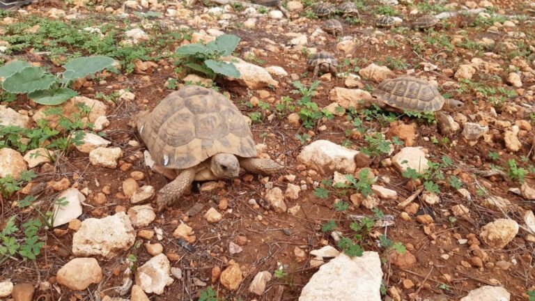 tortugas