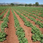 campo agricultura