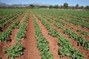 campo agricultura