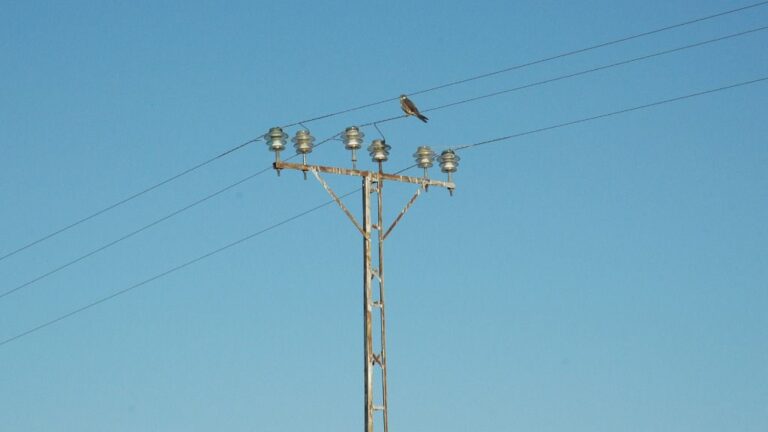 aves