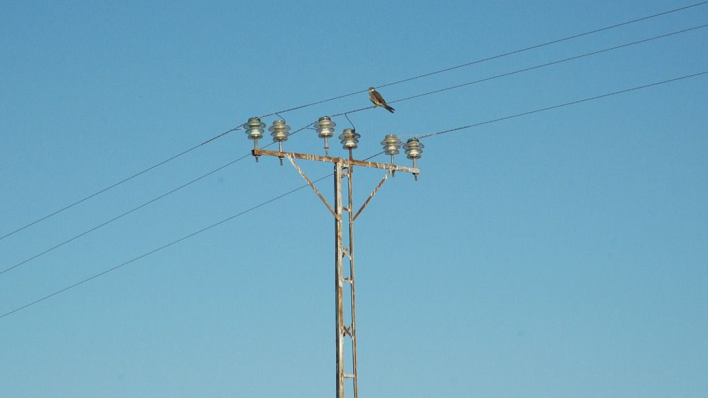 aves