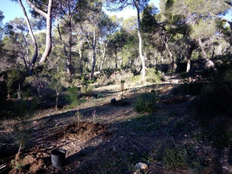 reforestación 1.550 árboles bosc de Bellver