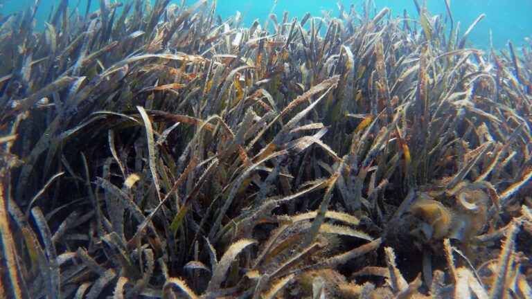 posidonia