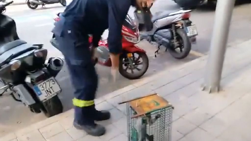 gato rescate