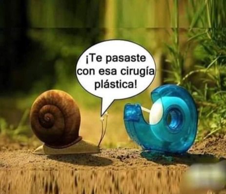 viral caracoles