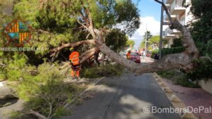 &aacute;rbol ca&iacute;do