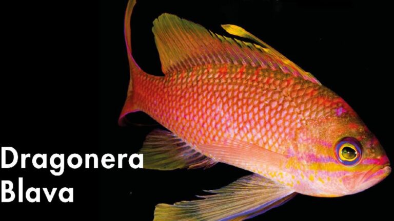 dragonera blava