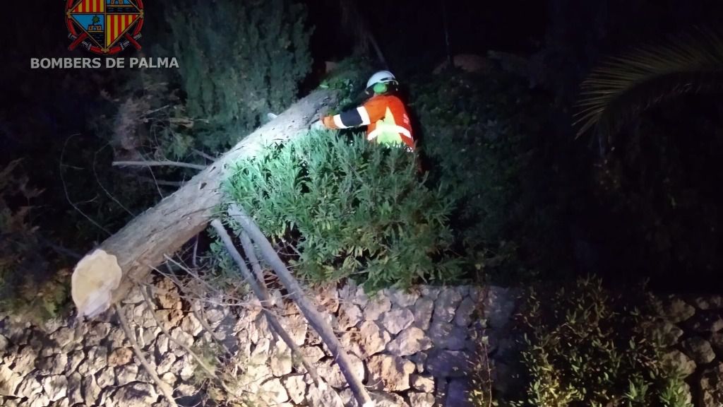 árbol calzada bomberos