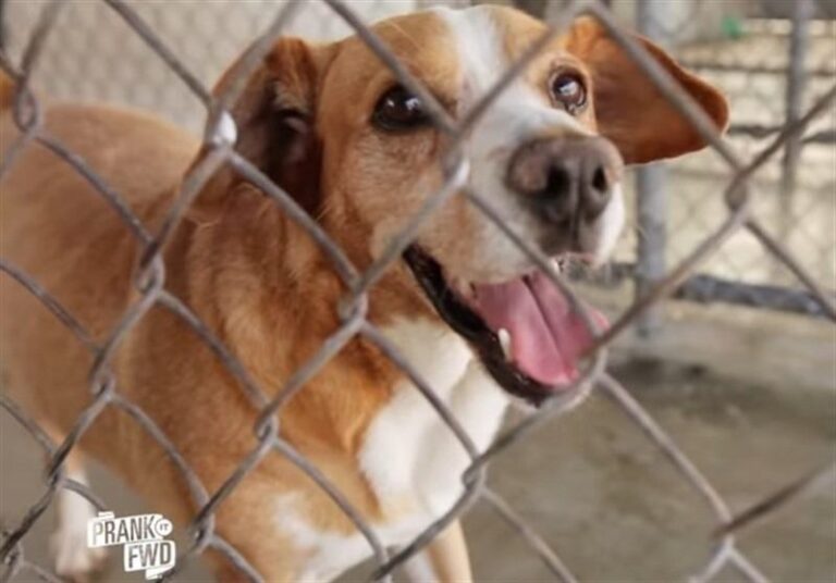 perro refugio
