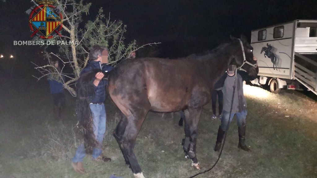 rescate caballo