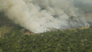 amazonas incendio