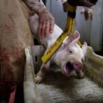 Calvià lleva a cabo la Campaña de 'Mantances' Domésticas 2025-2026