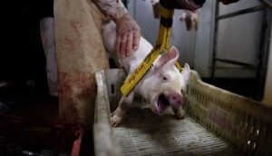 Calvià lleva a cabo la Campaña de 'Mantances' Domésticas 2025-2026