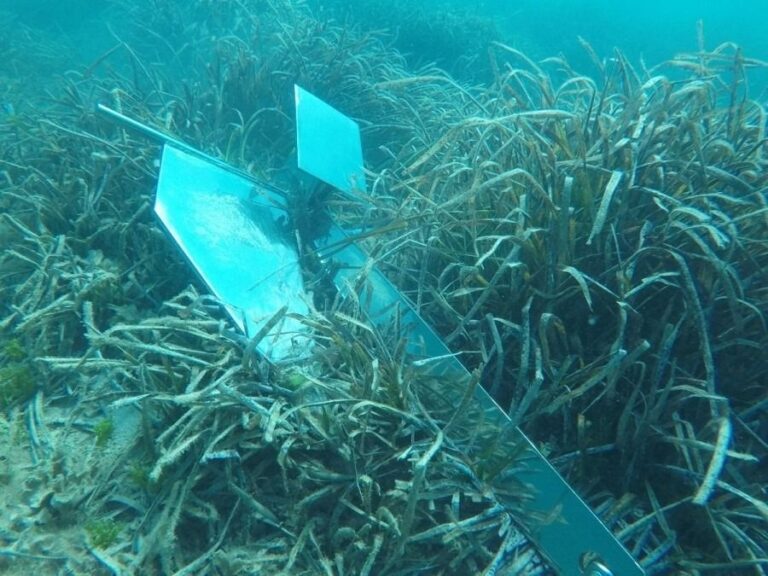 posidonia