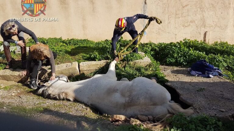 Rescate caballo