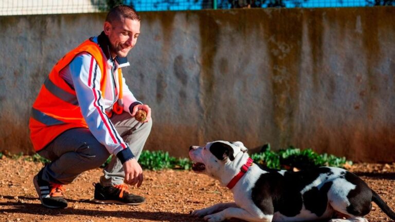 perro adiestrador adopción