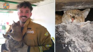 rescate gato
