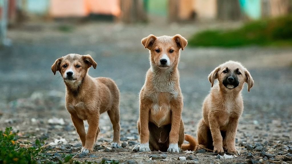 perros