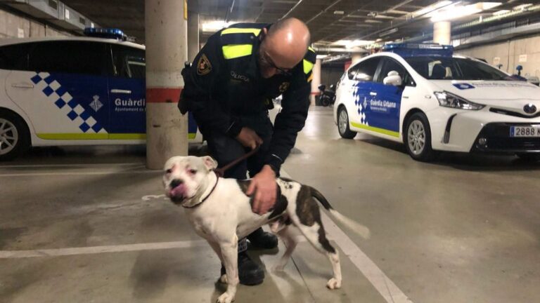 pitbull