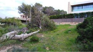 pino talado Son Ver&iacute;