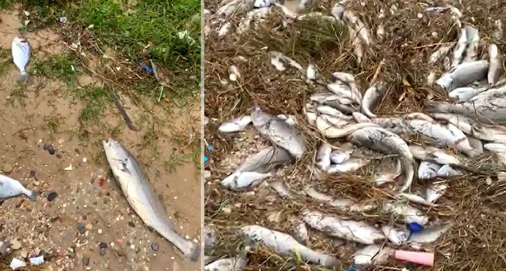 peces tierra