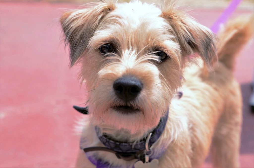 perro animales protectora