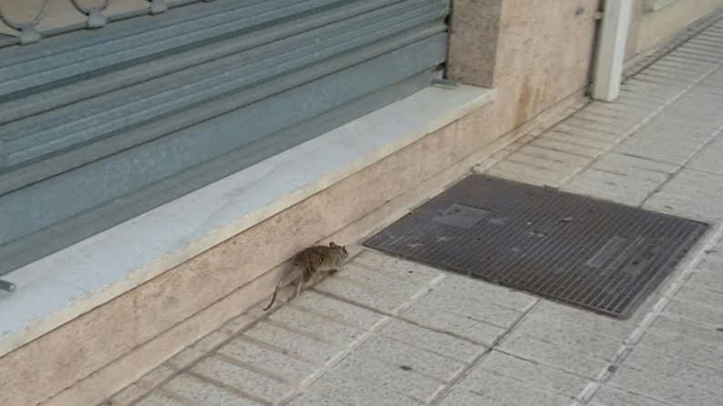 ratas