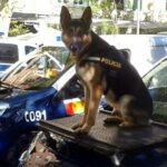 perro-policia