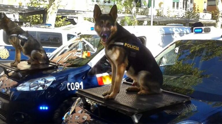 perro-policia