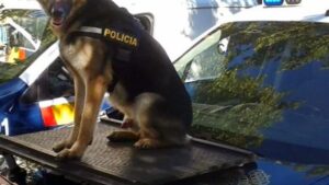 perro-policia