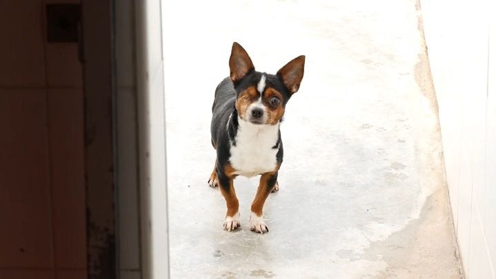 perro