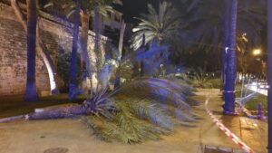 Cort cierra varios parques y el paseo Sagrera hasta el jueves por la borrasca 'Joseph'