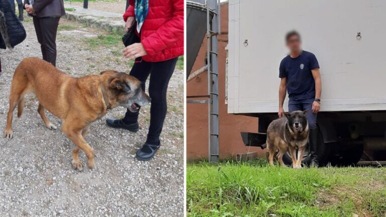 PERROS BELLVER POLICÍA
